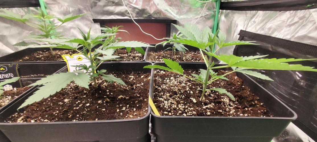 4/20 grow. Week 2