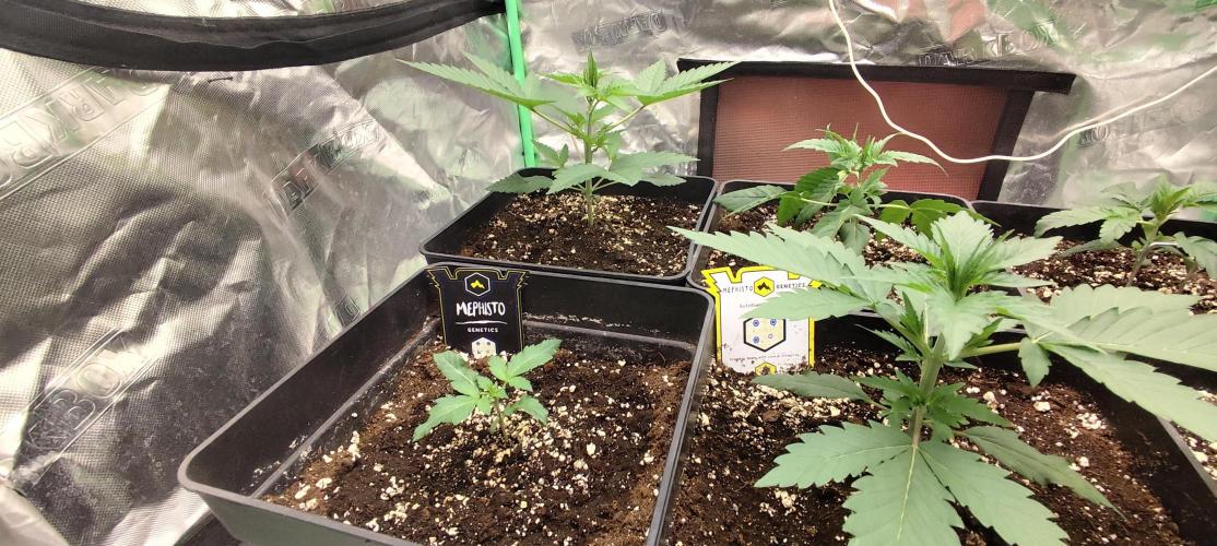4/20 grow. Week 2