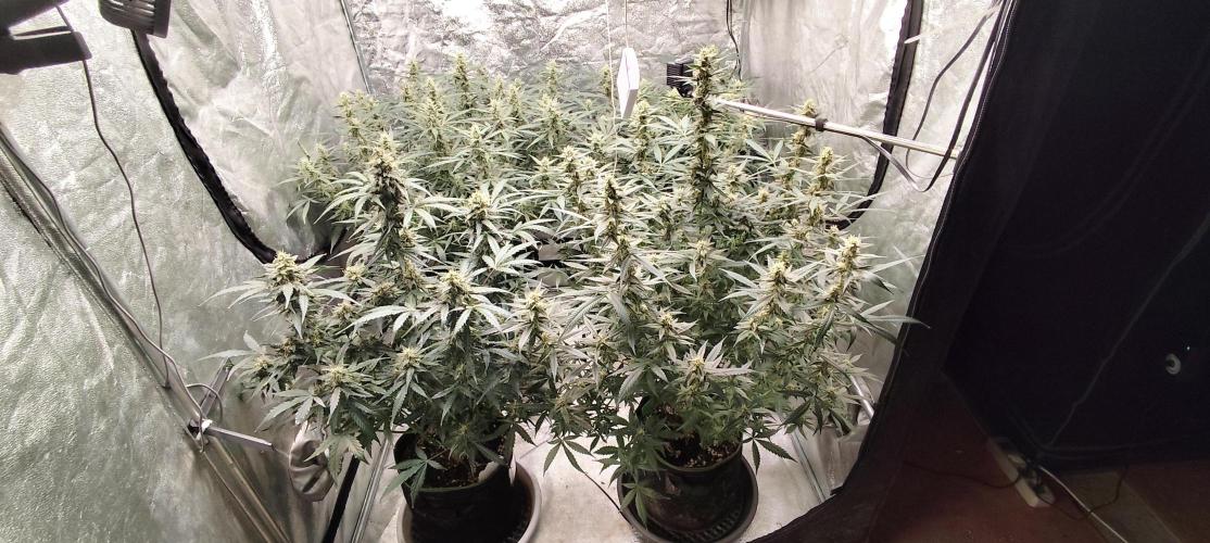 Gorila Cookies + Permanent Marker. Week 9