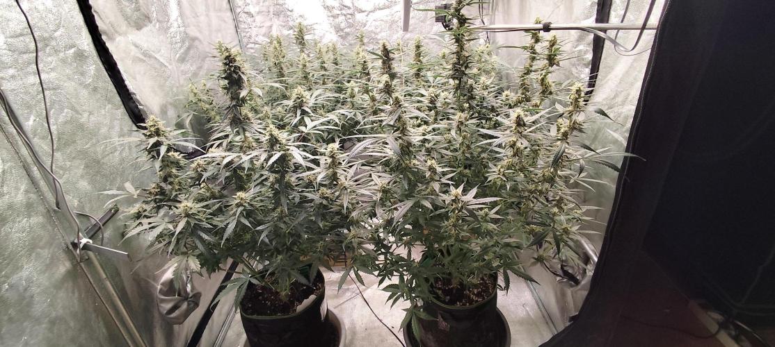 Gorila Cookies + Permanent Marker. Week 9