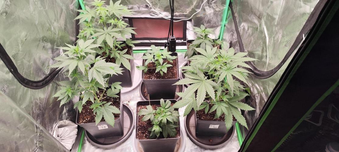 4/20 grow. Week 3