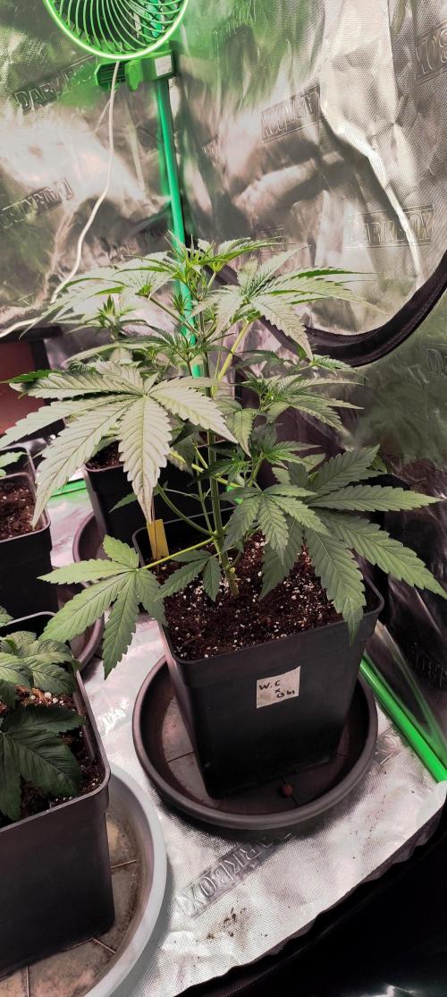 4/20 grow. Week 3 - West coast OG x Gelato 41