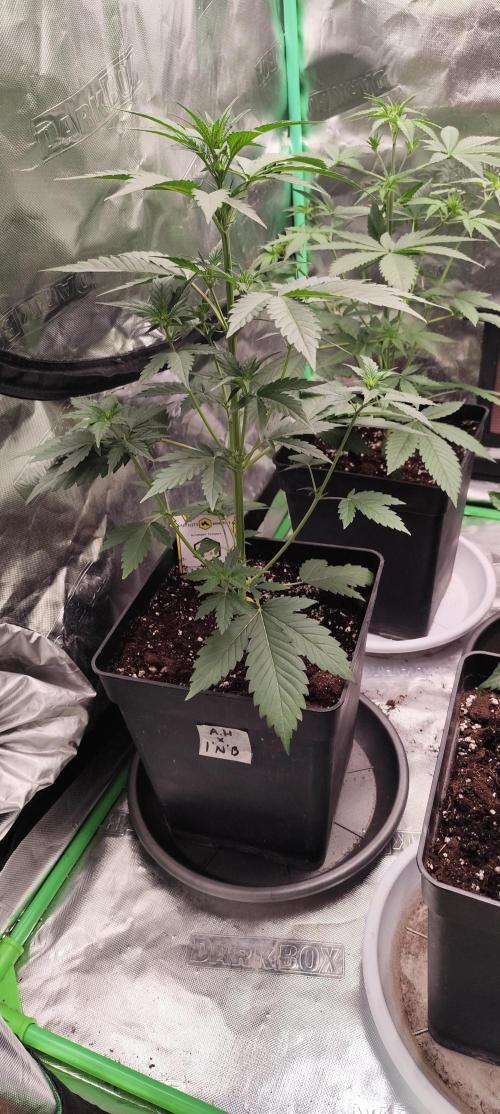 4/20 grow. Week 3 - Apolo haze  x Ice n Baked