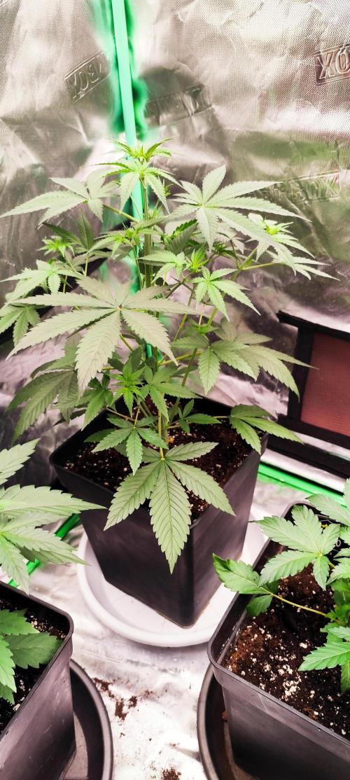 4/20 grow. Week 3 - Banana cream cake