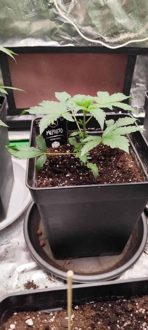 4/20 grow. Week 3 - Glitter apple x Walter white bx1