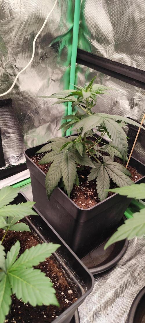 4/20 grow. Week 3 - banana cream cake 2