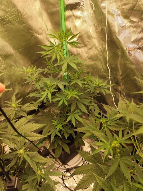 4/20 grow. Week 4 - banana cream cake