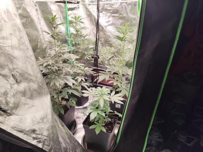 4/20 grow. Week 4