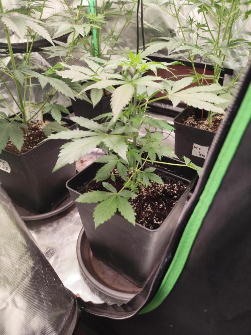 4/20 grow. Week 4 - Glitterapple x Walter whithe bx1