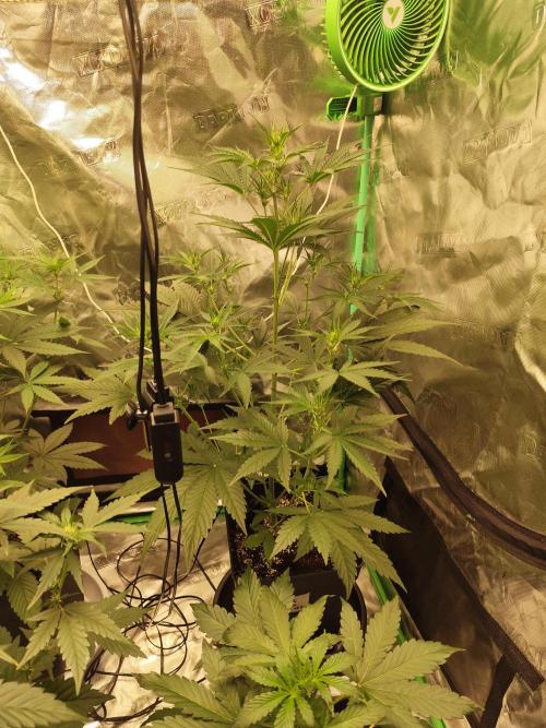 4/20 grow. Week 4 - weat coast OG x gelato 41