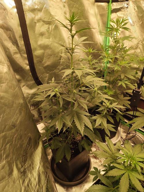 4/20 grow. Week 4 - Apolo haze x Ice n Baked