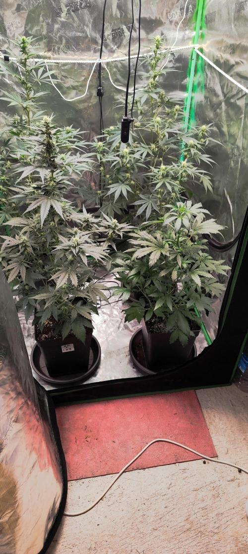 4/20 grow. Week 5