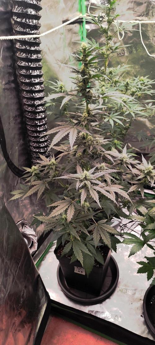 4/20 grow. Week 5 - Apolo haze x Ice n Baked ( interchillactic )