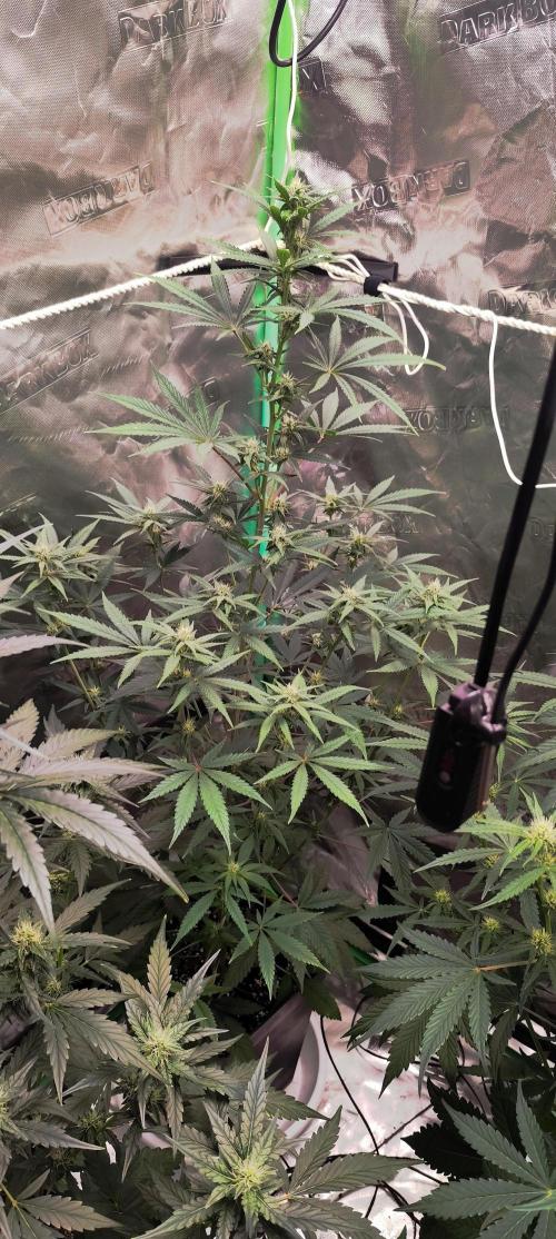 4/20 grow. Week 5 - Banana Cream Cake