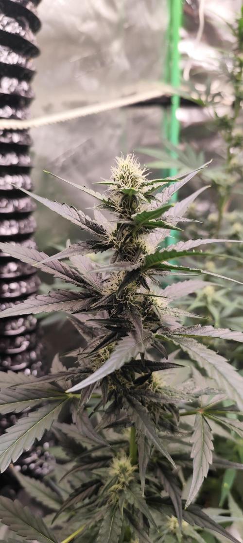 4/20 grow. Week 5 - Apolo haze x Ice n Baked