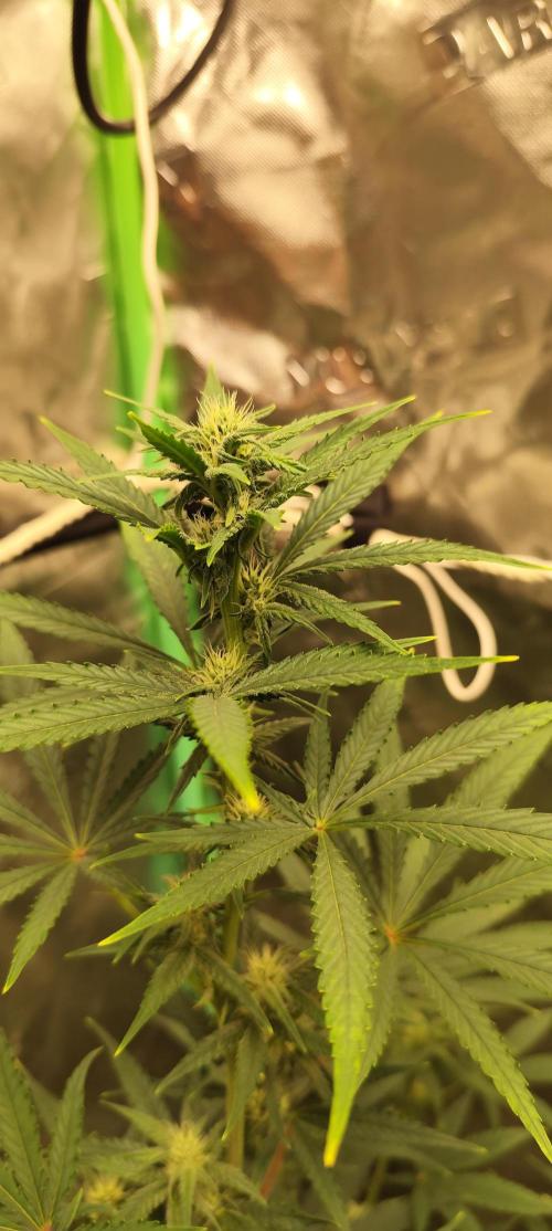 4/20 grow. Week 5 - Banana Cream Cake