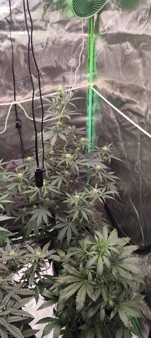 4/20 grow. Week 5 - West Coast OG x Gelatto 41