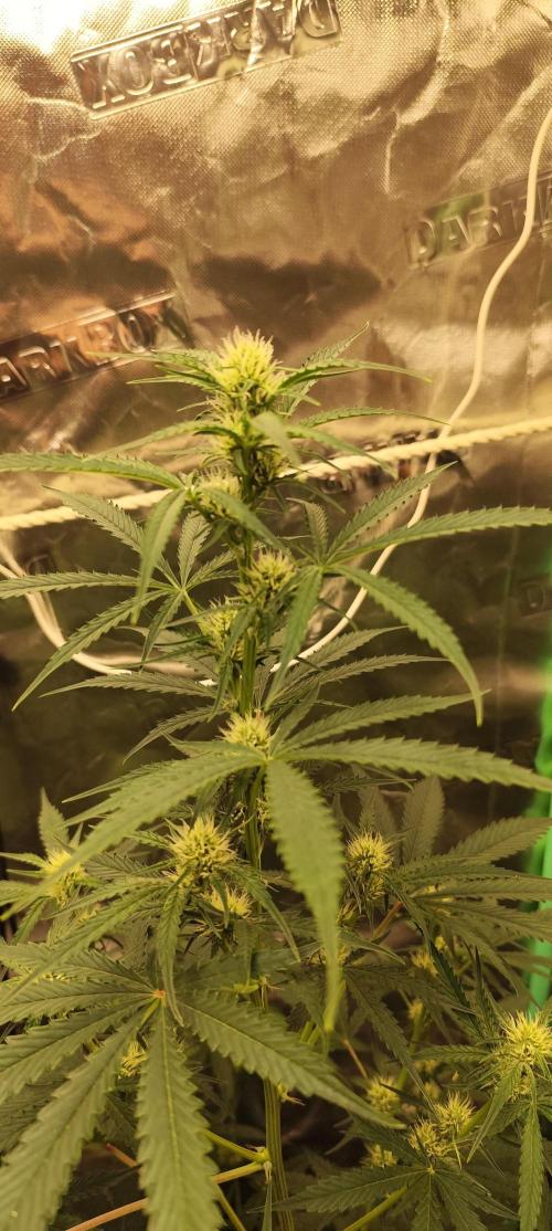 4/20 grow. Week 5 - West Coast OG x Gelatto 41