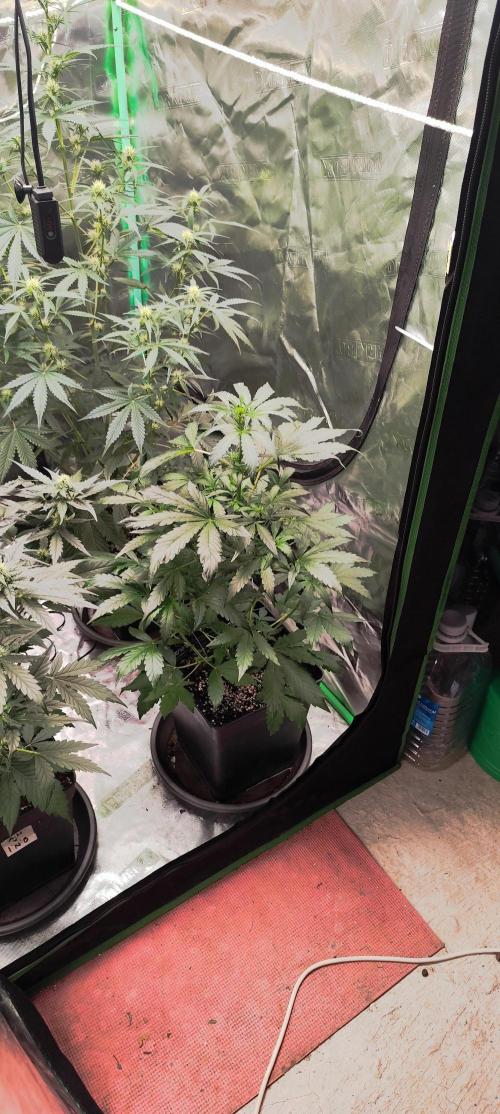 4/20 grow. Week 5 - GlitterApple x Walter White Bx1