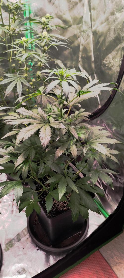 4/20 grow. Week 5 - GlitterApple x Walter White Bx1
