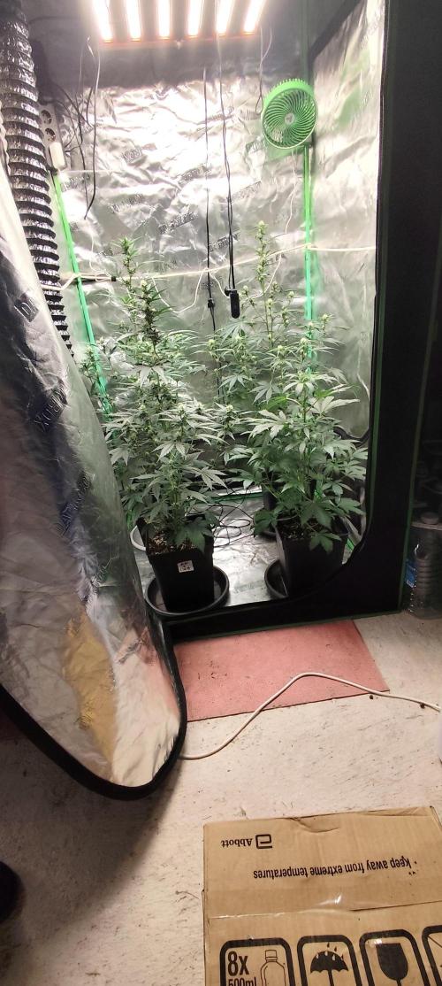 4/20 grow. Week 5