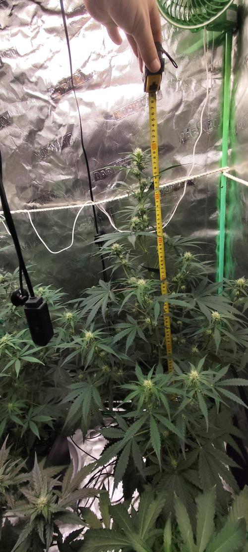 4/20 grow. Week 5 - West Coast OG x Gelatto 41