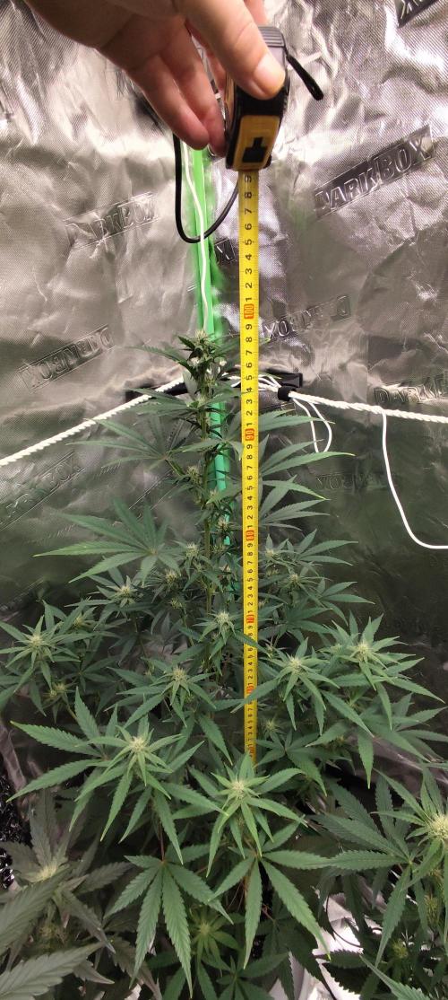 4/20 grow. Week 5 - Banana Cream Cake