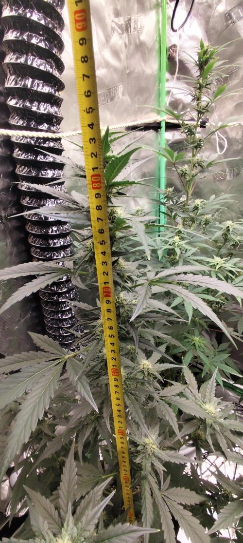 4/20 grow. Week 5 - Apolo haze x Ice n Baked