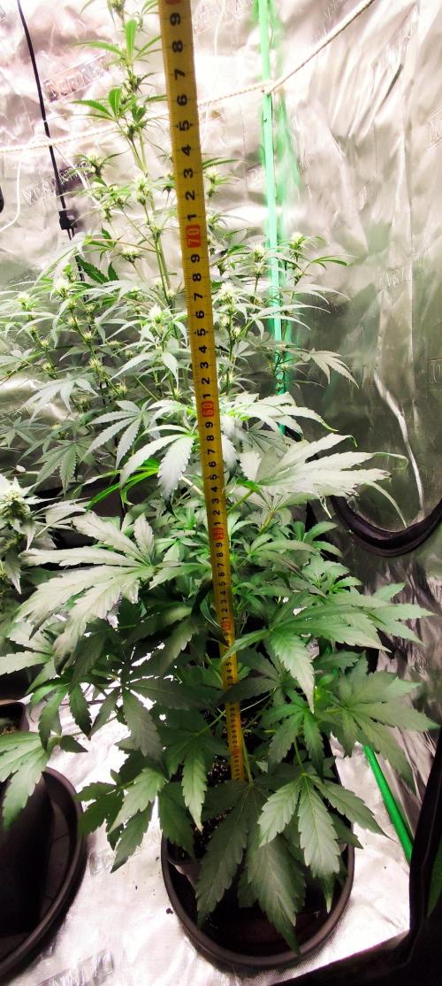 4/20 grow. Week 5 - GlitterApple x Walter White Bx1