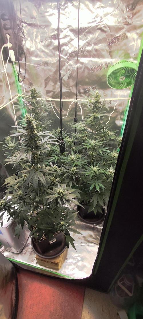 4/20 grow. Week 6