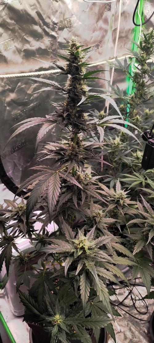 4/20 grow. Week 6 - Interchillactic