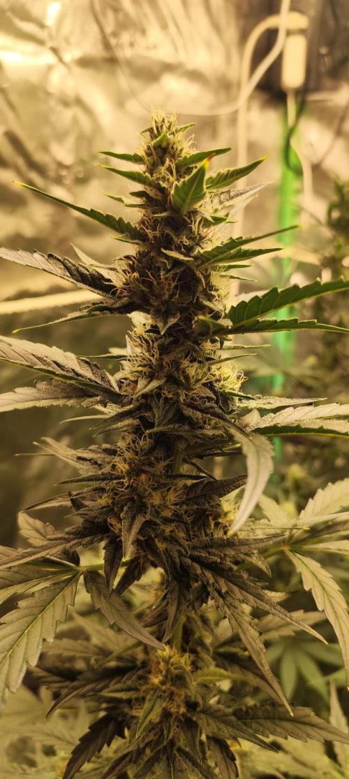 4/20 grow. Week 6 - interchillactic 