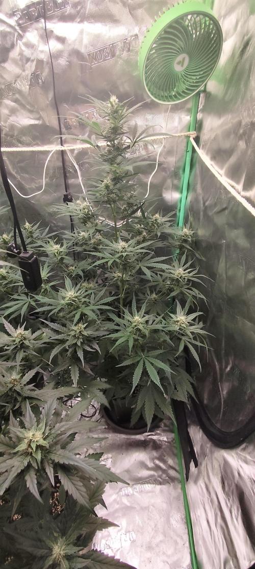 4/20 grow. Week 6 - west coast OG x gelato 41