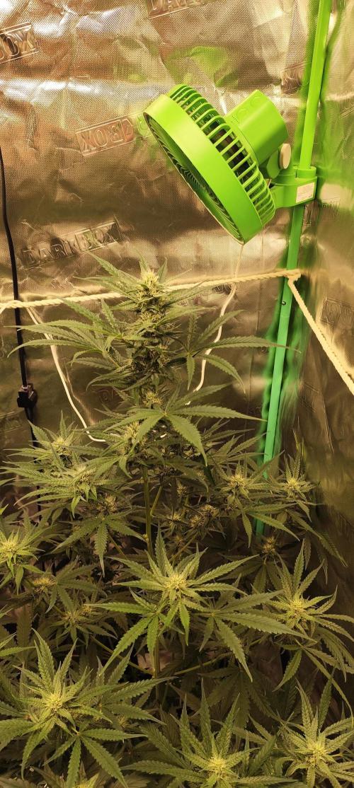 4/20 grow. Week 6 - west coast OG x gelato 41 