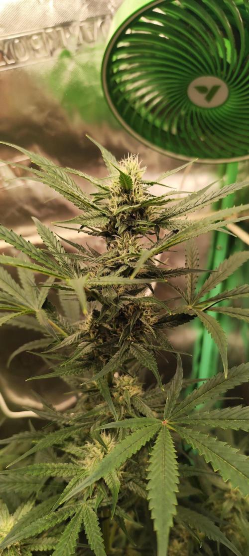 4/20 grow. Week 6 - west coast OG x gelato 41 