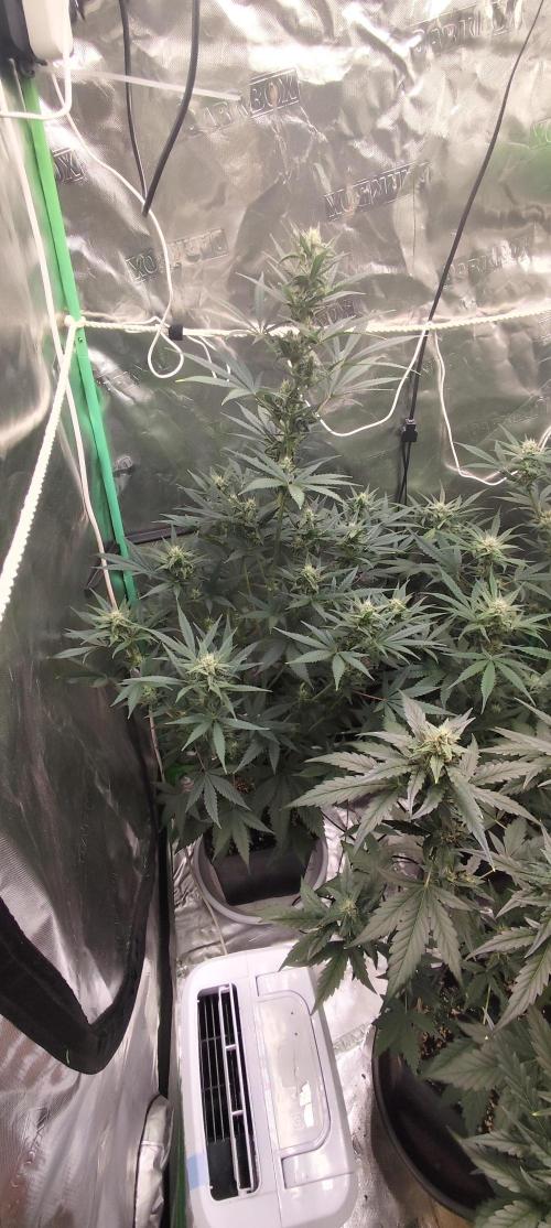 4/20 grow. Week 6 - banana cream cake