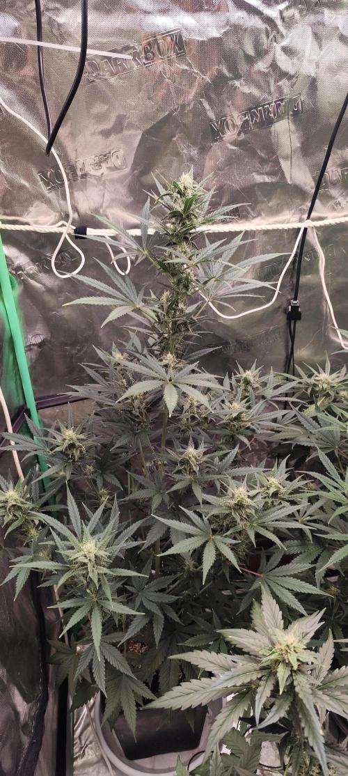 4/20 grow. Week 6 - banana cream cake 