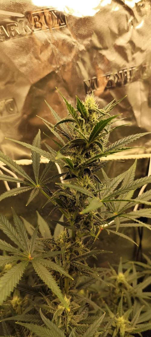4/20 grow. Week 6 - banana cream cake 
