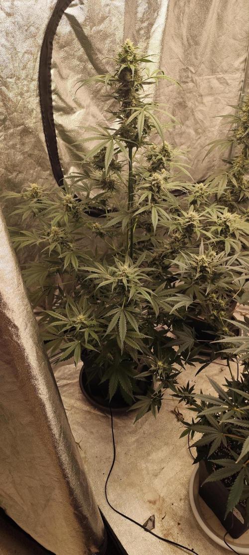4/20 grow. Week 7 - West coast OG x Gelatto 41