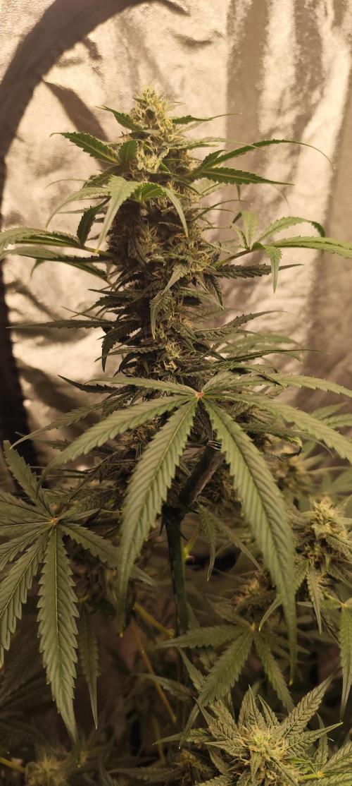 4/20 grow. Week 7 - West coast OG x Gelatto 41