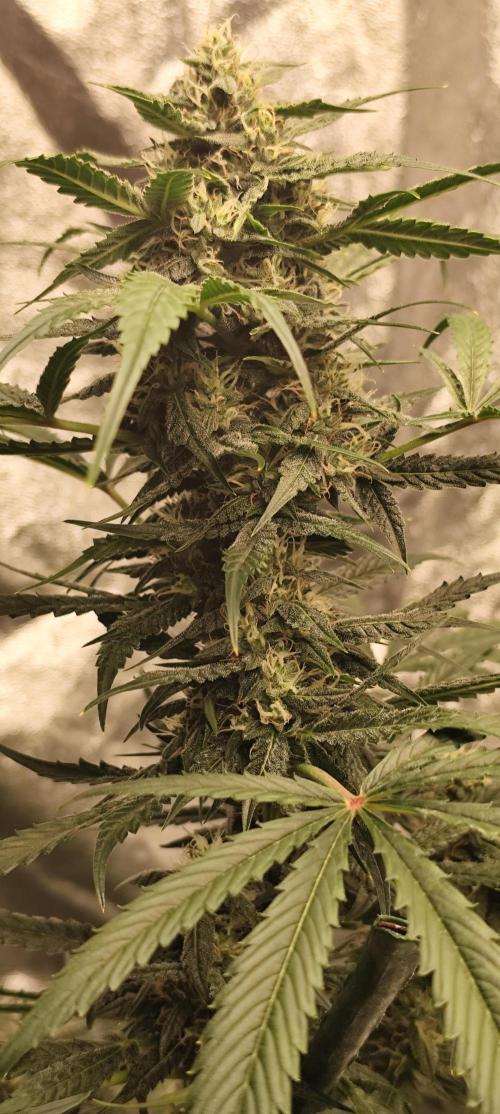 4/20 grow. Week 7 - West coast OG x Gelatto 41