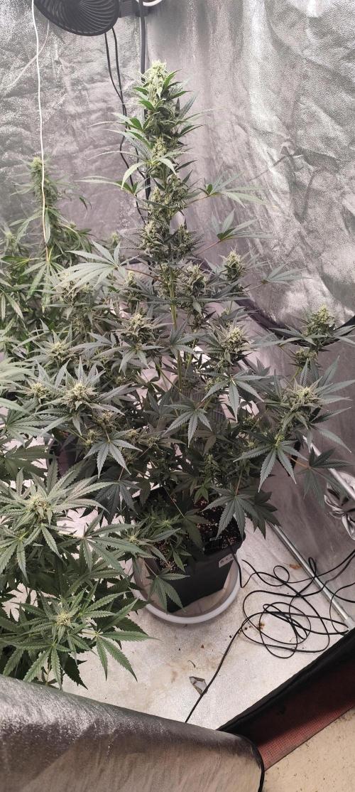 4/20 grow. Week 7 - Banana Cream Cake