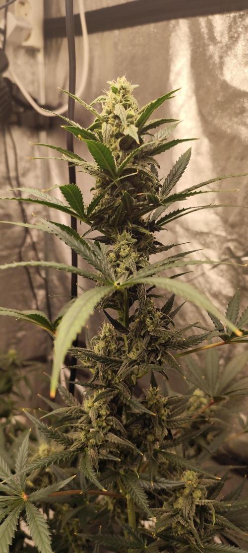 4/20 grow. Week 7 - Banana Cream Cake