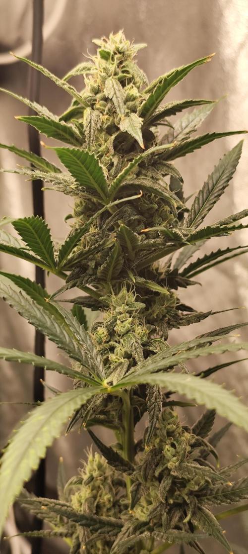 4/20 grow. Week 7 - Banana Cream Cake
