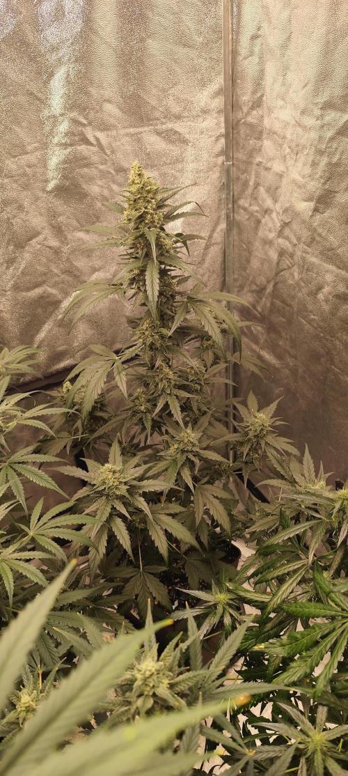 4/20 grow. Week 7 - Interchillactic