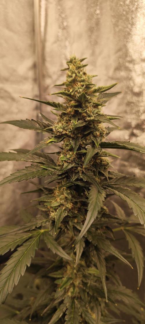 4/20 grow. Week 7 - Interchillactic
