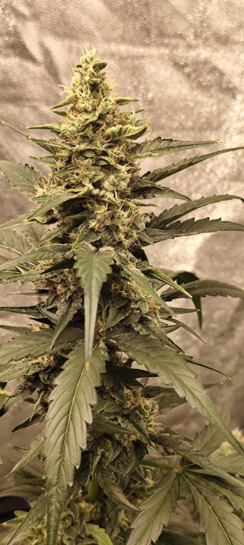 4/20 grow. Week 7 - Interchillactic