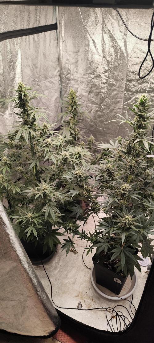 4/20 grow. Week 7