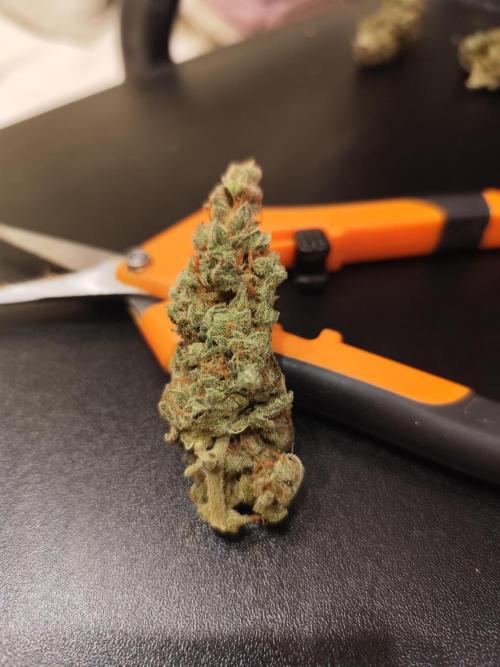 Gorila Cookies + Permanent Marker. Week 13 - PM2