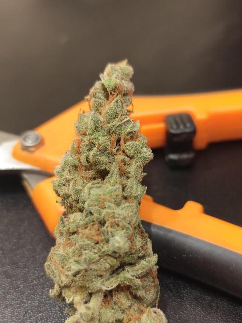 Gorila Cookies + Permanent Marker. Week 13 - PM2